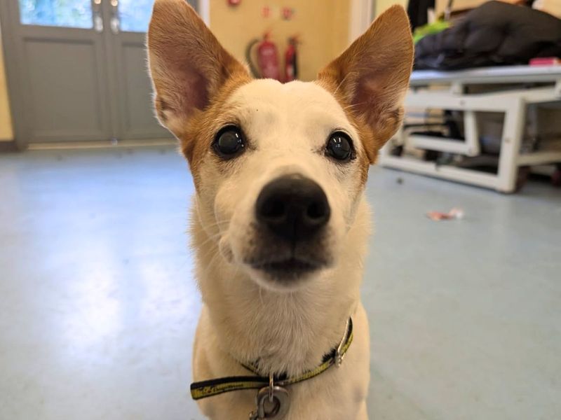 Pepsi | Terrier (Jack Russell) | Manchester - 4
