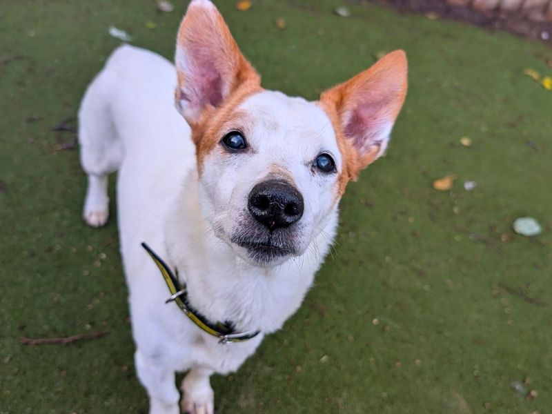 Pepsi | Terrier (Jack Russell) | Manchester - 2