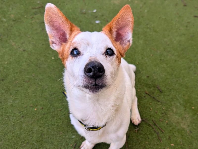 Pepsi | Terrier (Jack Russell) | Manchester - 3