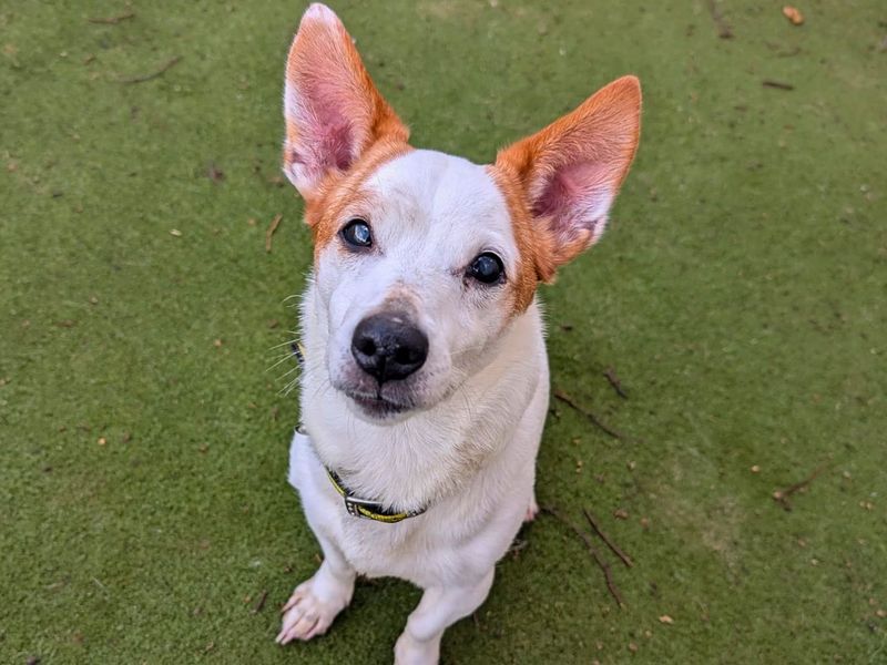 Adopt a Terrier (Jack Russell) Rescue Dog | Pepsi | Dogs Trust