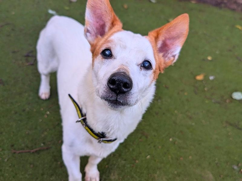 Pepsi | Terrier (Jack Russell) | Manchester - 7
