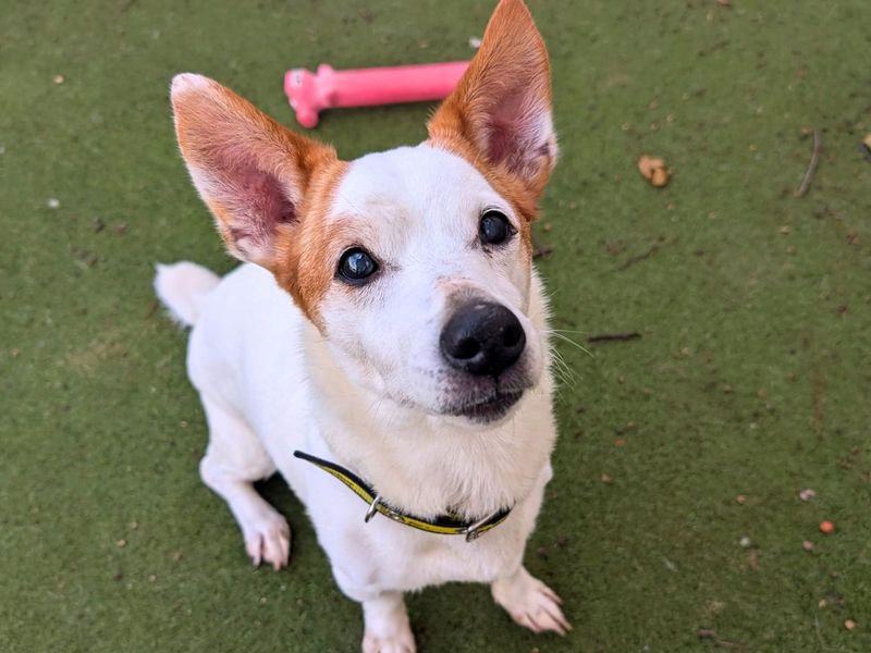 Pepsi | Terrier (Jack Russell) | Manchester - 6