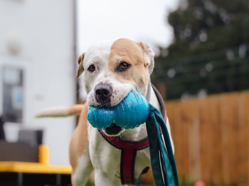 Dogs shop trust stafford