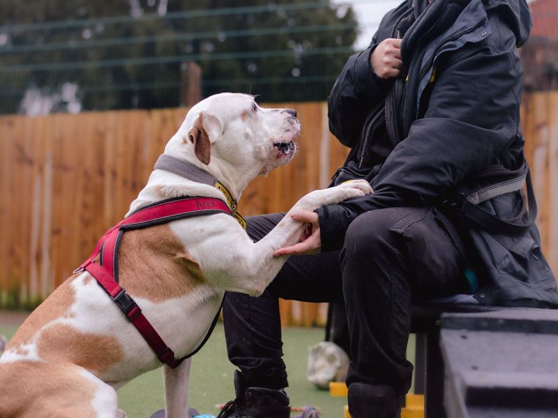 Staffordshire Bull Terrier for adoption in Uxbridge, London – 9 years old - Image 4 of 10