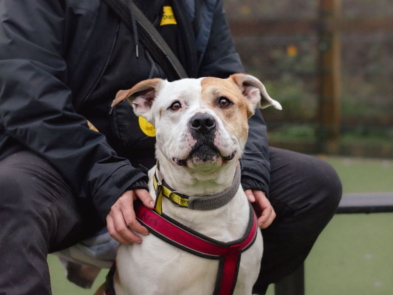 Ares | Terrier (Staffordshire Bull) Cross | Kenilworth (West Midlands) - 1