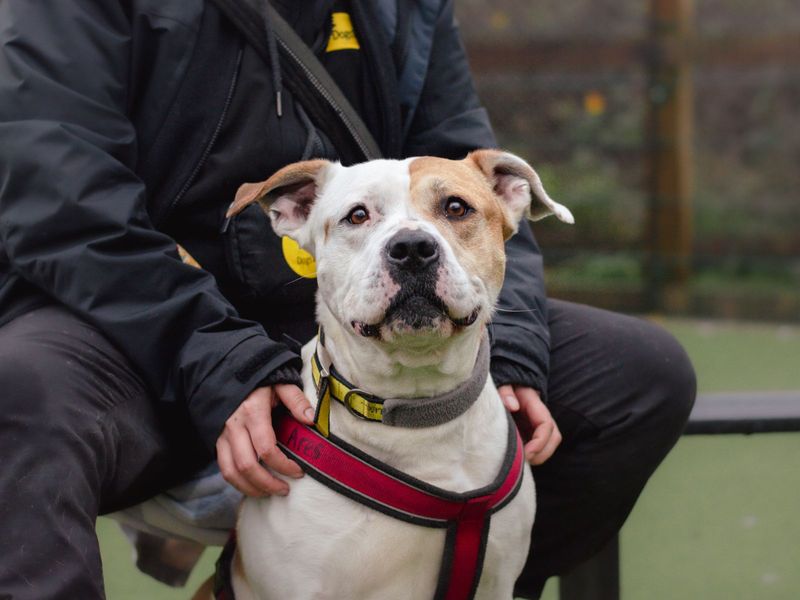Staffordshire Bull Terrier for adoption in Uxbridge, London – 9 years old - Image 1 of 10