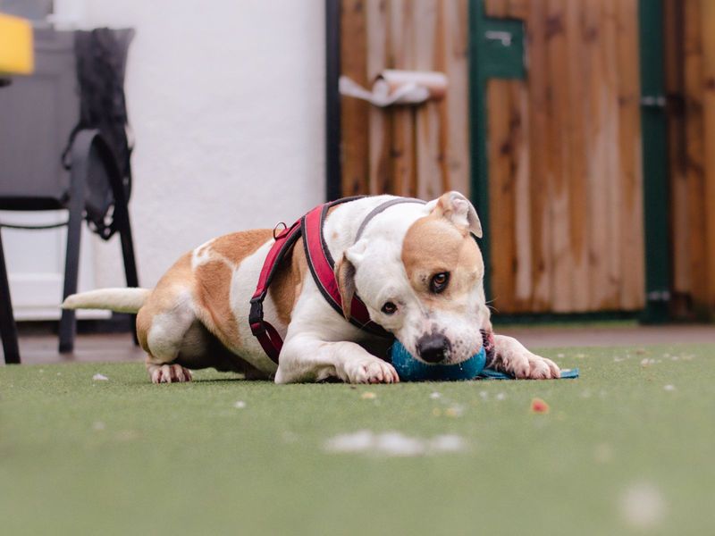 Staffordshire Bull Terrier for adoption in Uxbridge, London – 9 years old - Image 5 of 10
