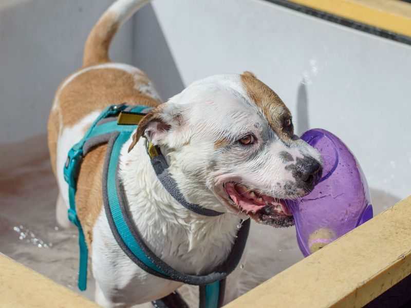 Staffordshire Bull Terrier for adoption in Uxbridge, London – 9 years old - Image 7 of 10