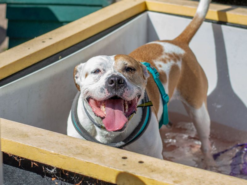 Staffordshire Bull Terrier for adoption in Uxbridge, London – 9 years old - Image 10 of 10