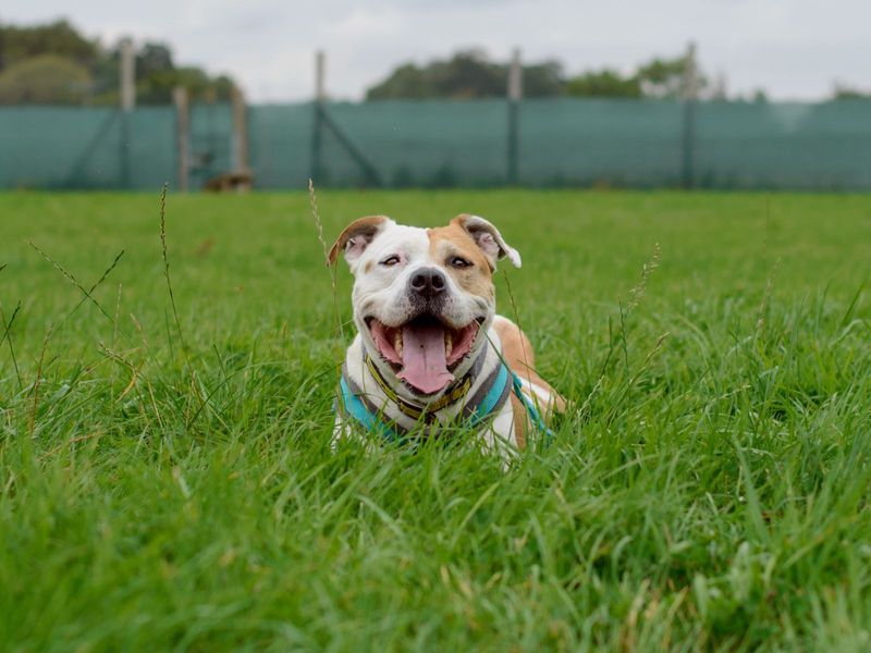 Staffordshire Bull Terrier for adoption in Uxbridge, London – 9 years old - Image 8 of 10