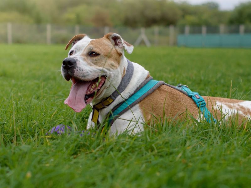 Staffordshire Bull Terrier for adoption in Uxbridge, London – 9 years old - Image 9 of 10