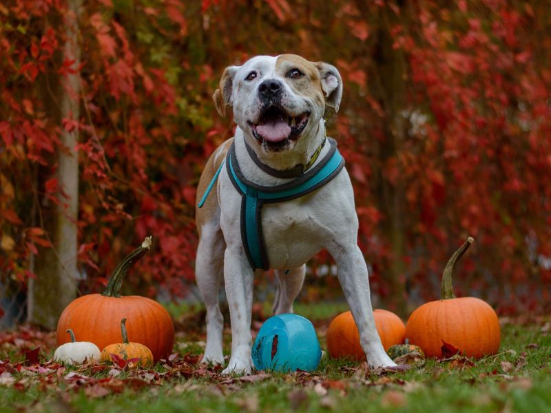 Staffordshire Bull Terrier for adoption in Uxbridge, London – 9 years old - Image 2 of 10