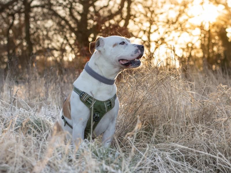 Staffordshire Bull Terrier for adoption in Uxbridge, London – 9 years old - Image 6 of 10