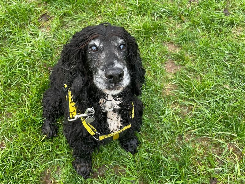 Lucy for sale in Mid Glamorgan - Image 2