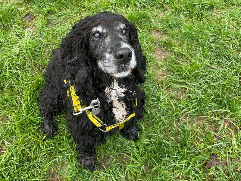 Cocker Spaniel puppies for sale in Mid Glamorgan – 14 years old