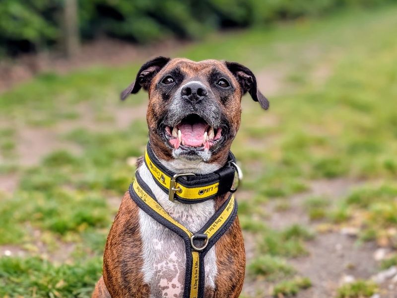 Cleo | Terrier (Staffordshire Bull) Cross | Cardiff - 2