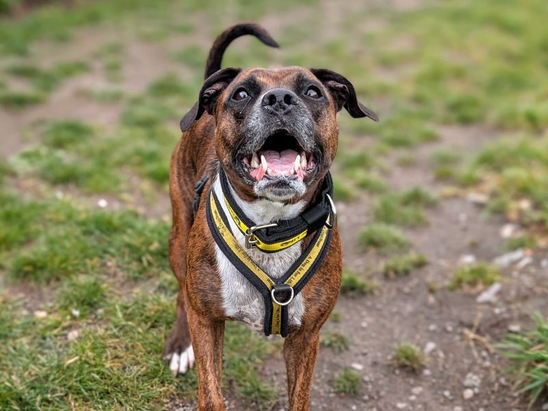 Cleo | Terrier (Staffordshire Bull) Cross | Cardiff - 8