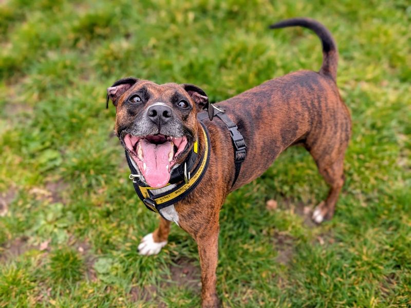 Cleo | Terrier (Staffordshire Bull) Cross | Cardiff - 5