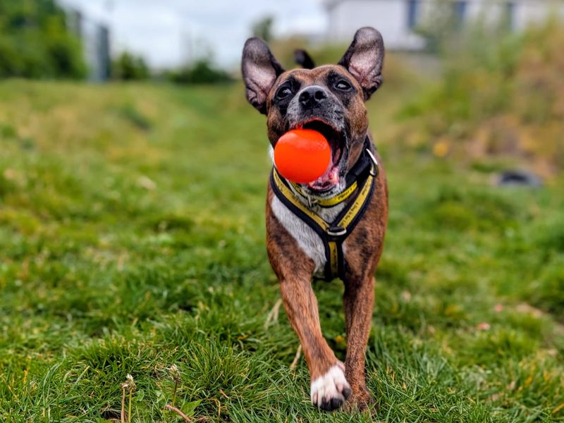 Cleo | Terrier (Staffordshire Bull) Cross | Cardiff - 3