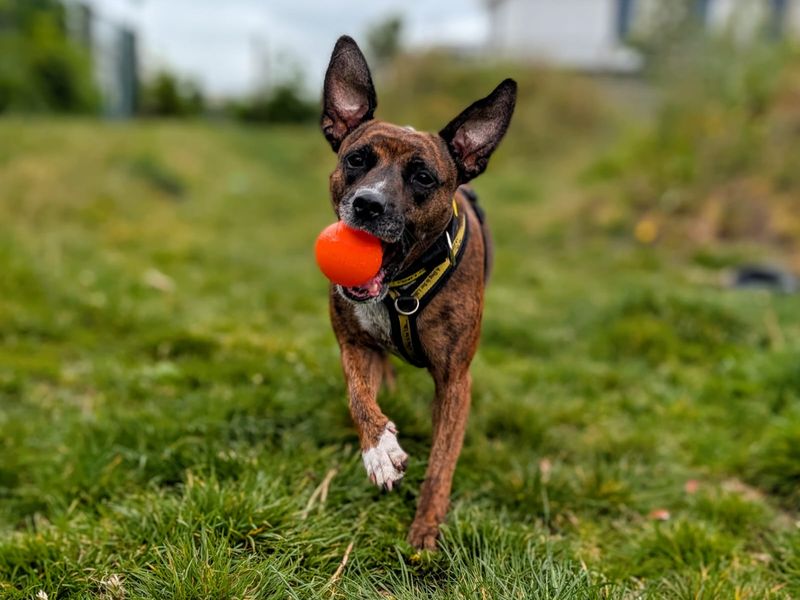 Cleo | Terrier (Staffordshire Bull) Cross | Cardiff - 6