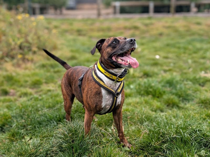 Cleo | Terrier (Staffordshire Bull) Cross | Cardiff - 7