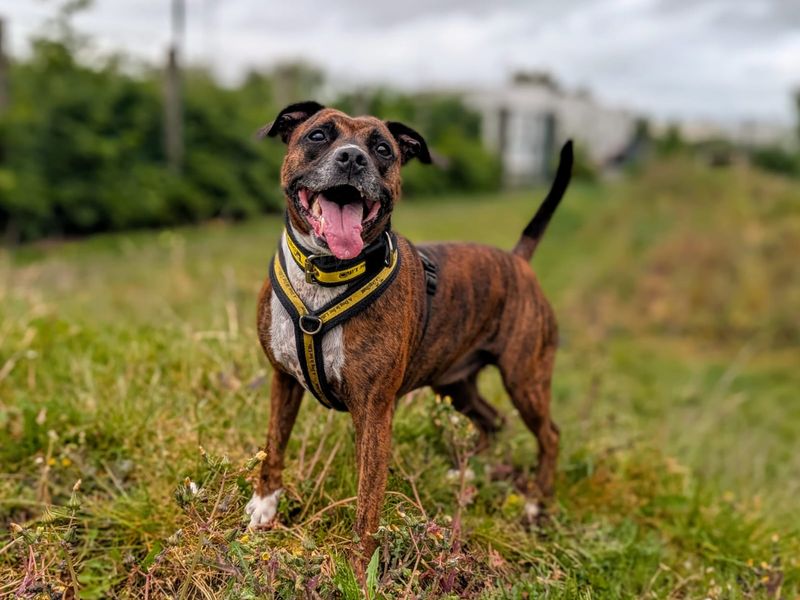 Cleo | Terrier (Staffordshire Bull) Cross | Cardiff - 4