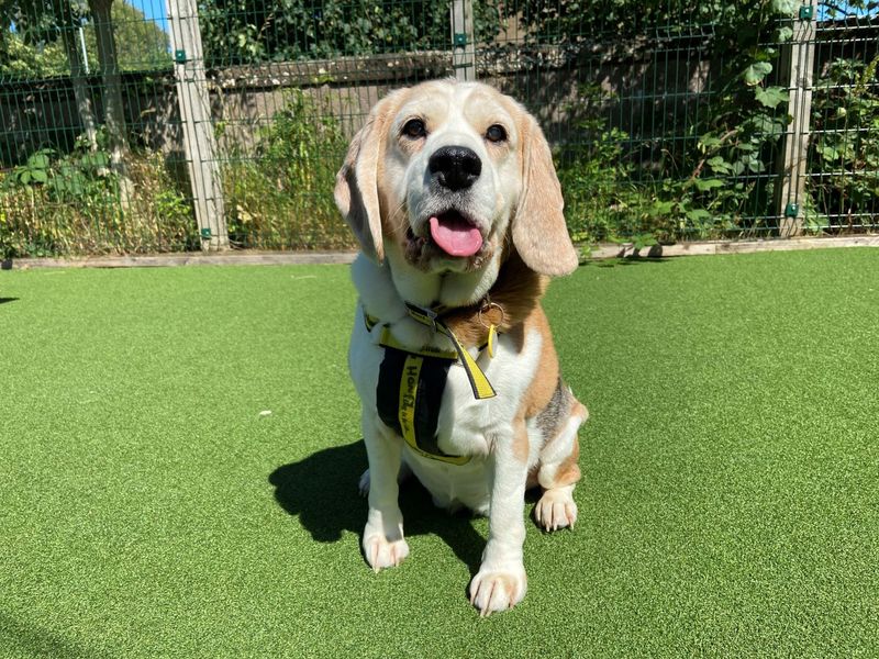 Maisie at the Dogs Trust Glasgow needs a new home RescueScottishPets