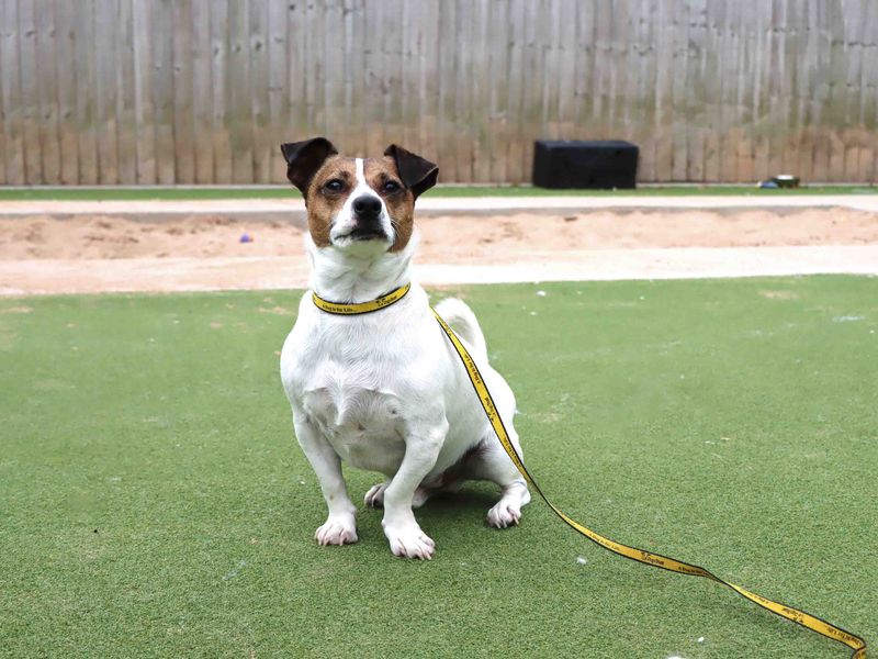 Bug | Terrier (Jack Russell) | Darlington - 2