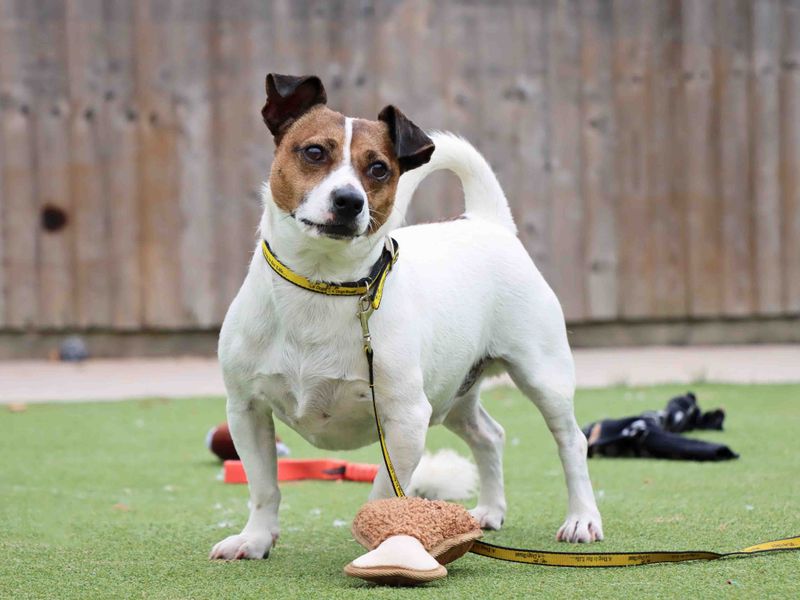 Bug | Terrier (Jack Russell) | Darlington - 3