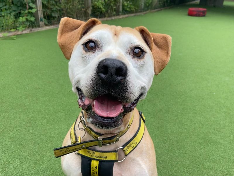 Captain | Terrier (Staffordshire Bull) Cross | Glasgow - 1