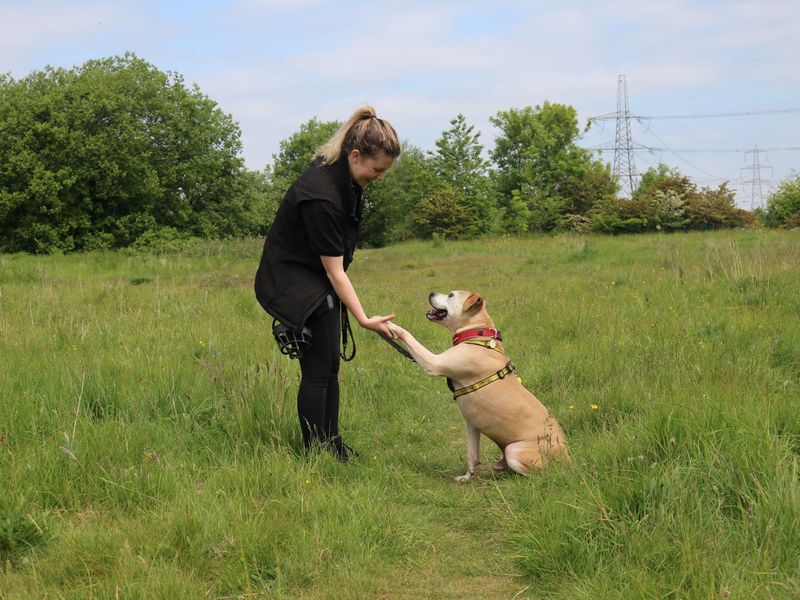 Staffordshire Bull Terrier for adoption in Glasgow, Scotland – 12 years old - Image 3 of 9