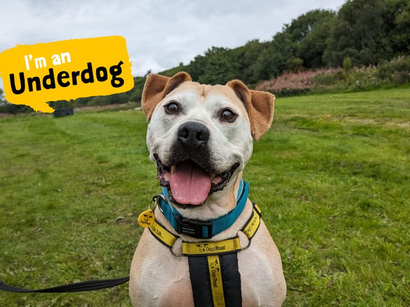 Dogs deals trust staffordshire