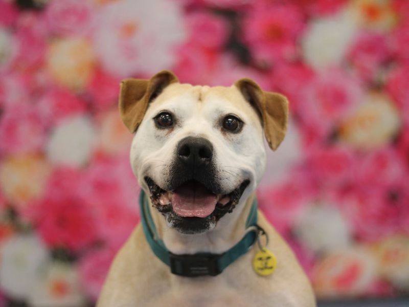 Staffordshire Bull Terrier for adoption in Glasgow, Scotland – 12 years old - Image 6 of 9