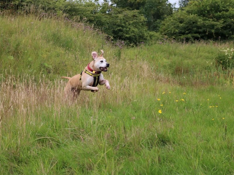 Staffordshire Bull Terrier for adoption in Glasgow, Scotland – 12 years old - Image 7 of 9