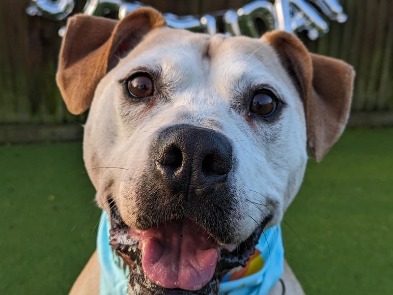 Staffordshire Bull Terrier for adoption in Glasgow, Scotland – 12 years old - Image 9 of 9