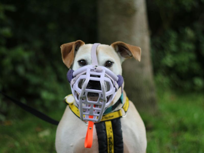 Staffordshire Bull Terrier for adoption in Glasgow, Scotland – 12 years old - Image 2 of 9