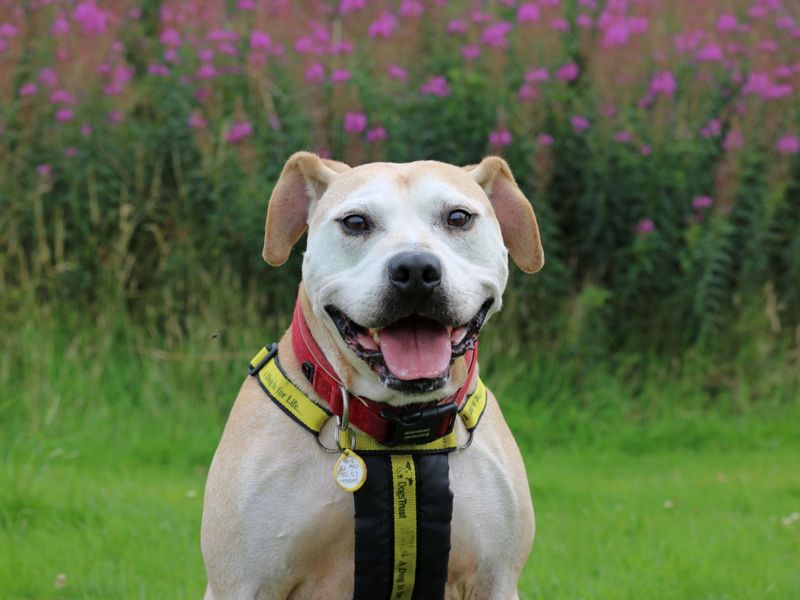 Staffordshire Bull Terrier for adoption in Glasgow, Scotland – 12 years old - Image 4 of 9