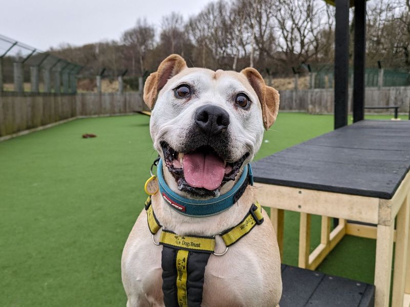 Staffordshire Bull Terrier for adoption in Glasgow, Scotland – 12 years old - Image 8 of 9
