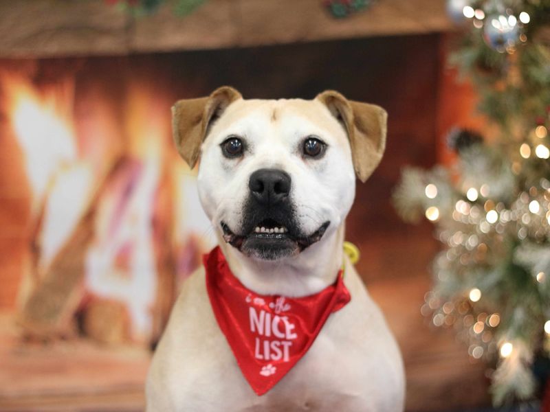 Staffordshire Bull Terrier for adoption in Glasgow, Scotland – 12 years old - Image 5 of 9