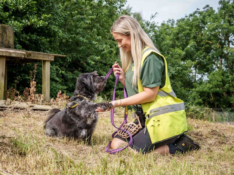 Uso | Crossbreed | Loughborough - 1