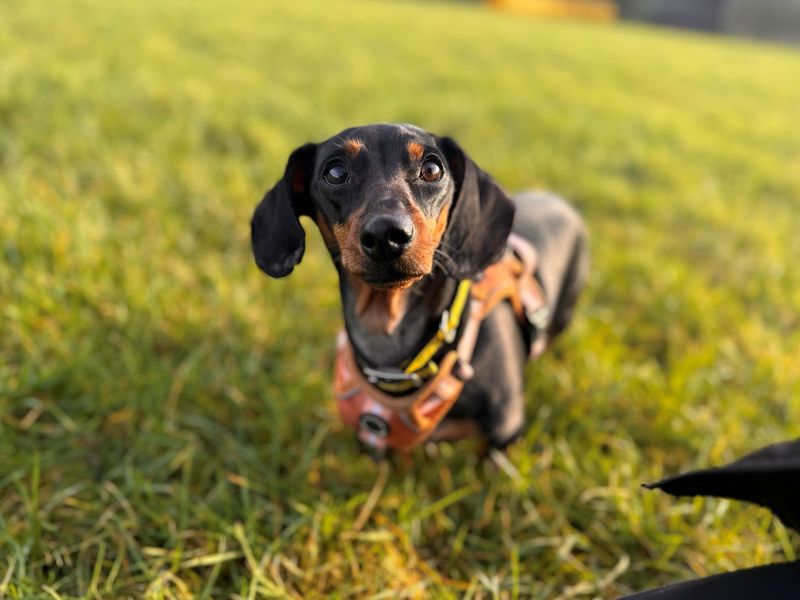 Dachshund for adoption in Wymeswold, Leicestershire – 4 years old