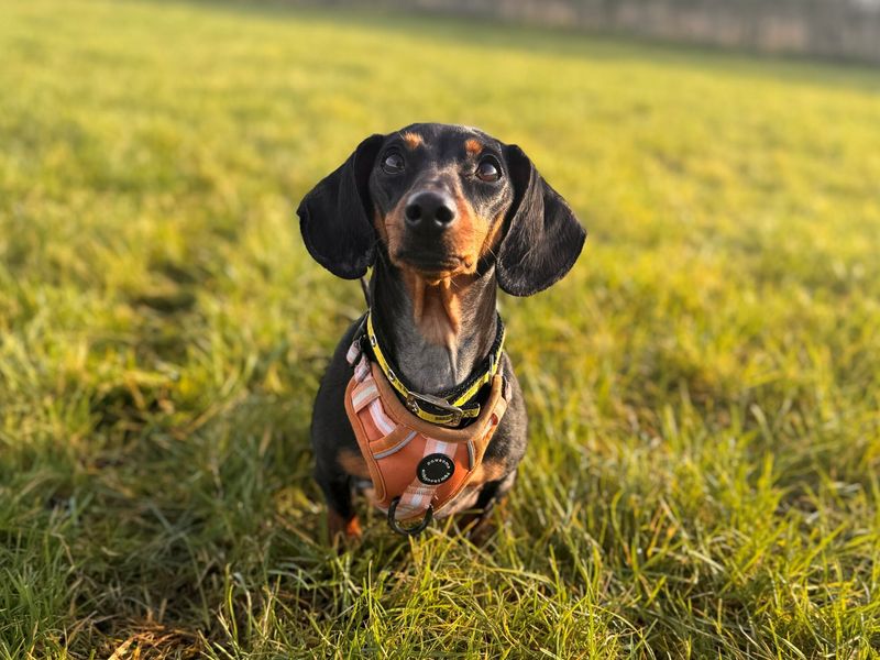 Dachshund for adoption in Wymeswold, Leicestershire – 4 years old - Image 2 of 2