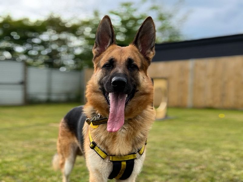 German Shepherd puppies for sale in Snetterton – 5 years old