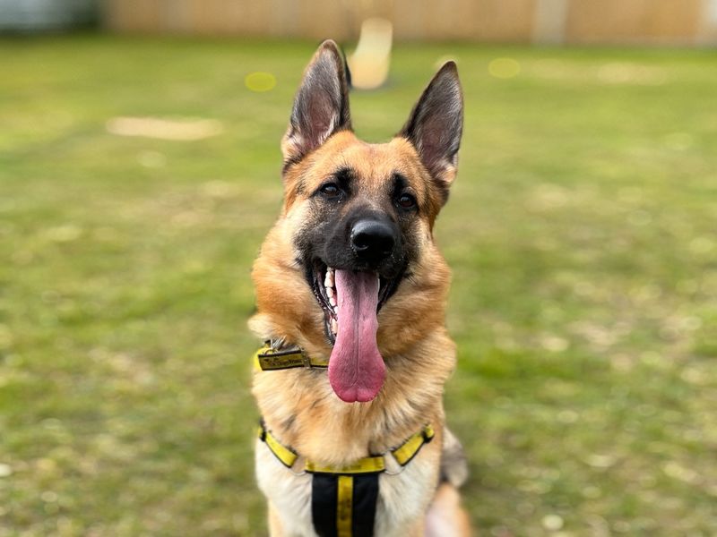 German shepherd rescue sales yorkshire