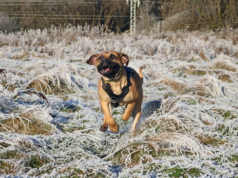 Toffee at the Dogs Trust Glasgow needs a new home RescueScottishPets