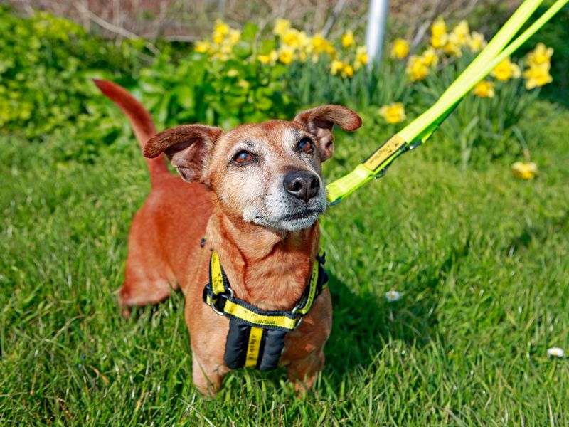Arnie for sale in Shoreham by Sea - Image 3