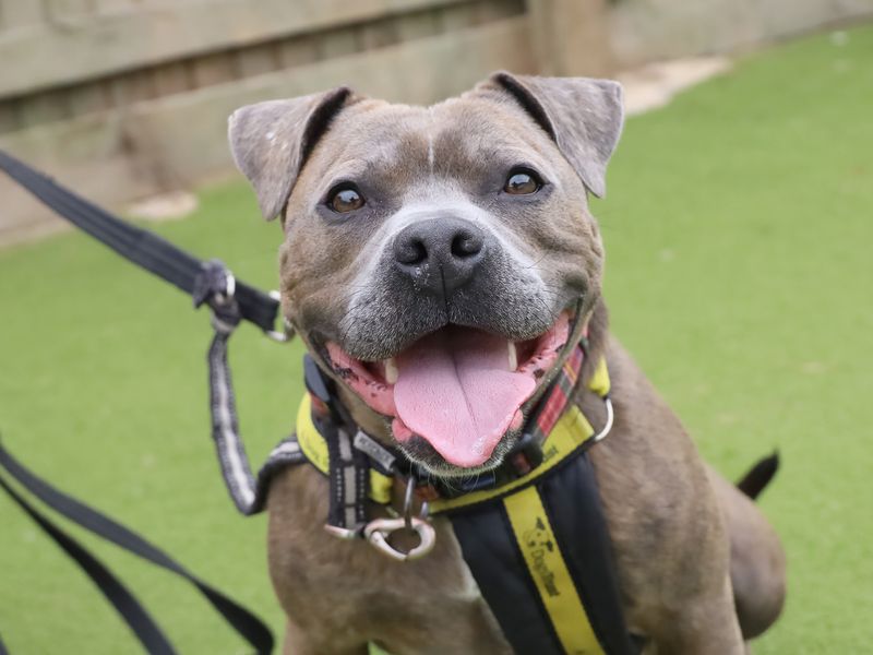 Staffordshire Bull Terrier for adoption in Leeds, Yorkshire – 4 years old - Image 2 of 3