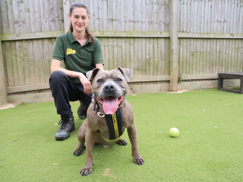 Staffordshire Bull Terrier for adoption in Leeds, Yorkshire – 4 years old - Image 3 of 3