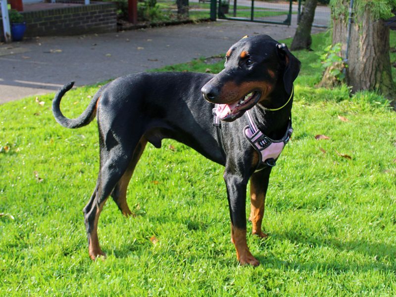 Doberman for adoption in Liverpool, Merseyside – 4 years old - Image 4 of 6