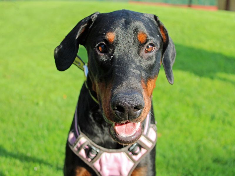 Doberman for adoption in Liverpool, Merseyside – 4 years old - Image 6 of 6